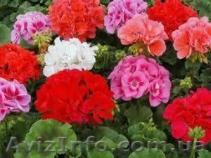 Пеларгония зональная #856349