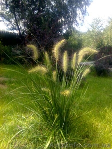 свои садовые растения #866256