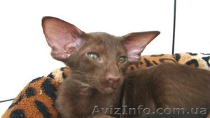 Стильные ориентальные котята #814554