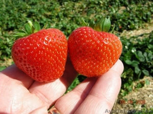 Купить рассаду клубники Портола (Portola) #871493