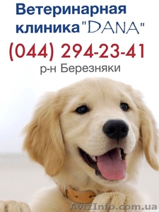 Стрижки собак и котов  #858181