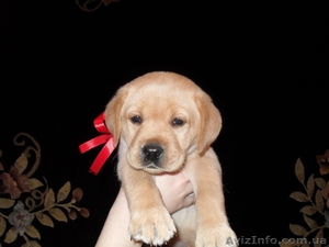 Продам алиментного щенка лабрадора ретривера #862844