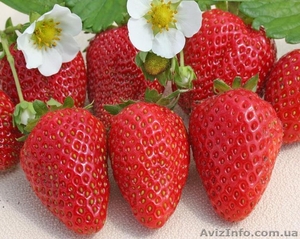 Купить рассаду клубники Сан Андреас (San Andreas) #871489