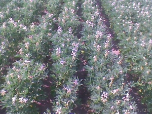 Насіння люпину білого #852316