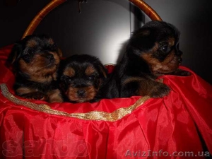 Милые детки йоркширского терьера #859191