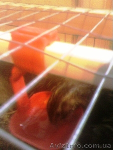 Поилка ниппельная для перепелов в сборе #867851