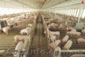 Продам действующее животноводческое предприятие в Крыму #865298
