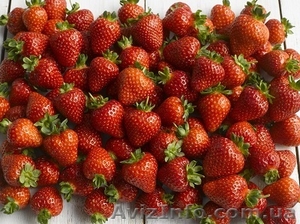 Новейший ремонтатный сорт клубники Свит Эви #871511