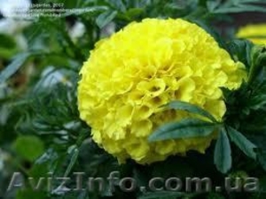 Тагетес или бархатцы #856355