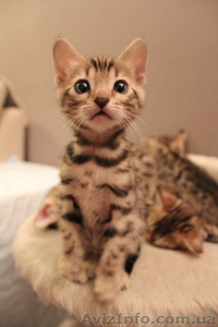 Бенгальские котята ищут хозяев #871933