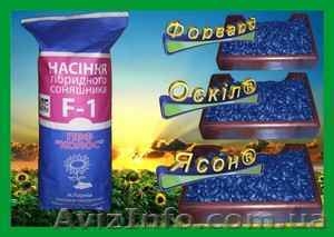 Элитные гибриды подсолнечника: Ясон,  Форвард. #863932