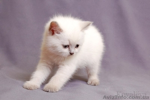 Шотландские-вислоухие котята 050 747 36 88 #855531