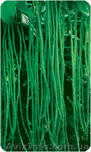 продам семена Вигна китайская #852065