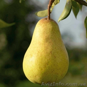 Предлагаем саженцы груш Изольда,  Бере Люка,  Секуи,  Ноябрьская,  Олимпик #865727