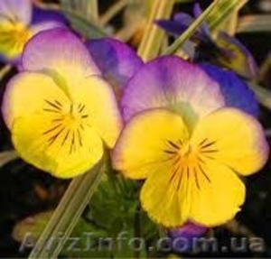 Продам виолу или Анютины глазки #856354