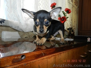 Мини той-терьеры! #871496