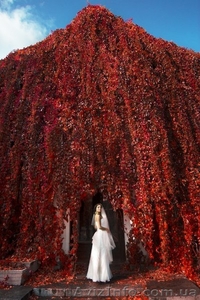 Принимаются заказы на СВАДЕБНЫЙ СЕЗОН 2013!!! #857421