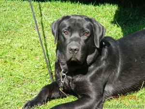 Лабрадор ретрівер для вязки #868388