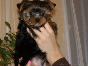 Срочно продаются шикарные щенки йорки!Крови интерчемпионов! #862507