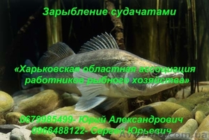 Зарыбление судачатами #866766