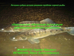 Личинка судака лучшее решение проблем сорной рыбы #867263