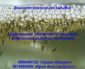 Весенняя реализация зарыбка #867634