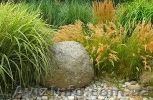 Растения на весну.Многолетники. #856342