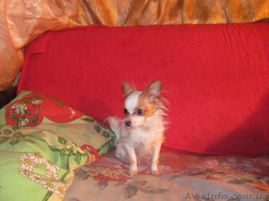 срочно  продам  чихуа  #875273