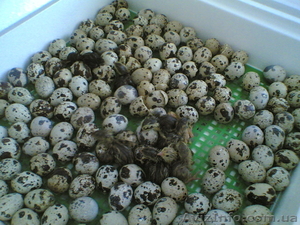 Перепел и инкубационные яйца, тушки #891181