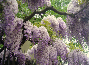 Глициния купить в Украине,  саженцы Глициния (Вистерия) оптом #891850