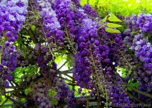 Глициния продажа саженцев оптом,  саженцы Глициния Вистерия #892278