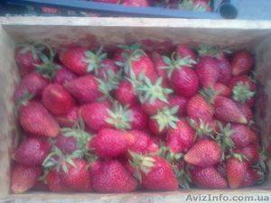 Продам киев ягоду клубники оптом и врозницу 2013 #874420