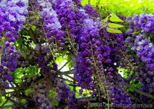 Саженцы Глициния Украина оптом,  купить Глициния Вистерия #892046