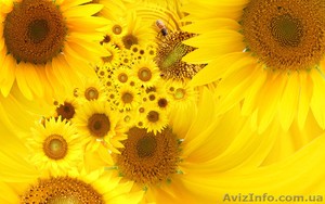 Семена подсолнечника с доставкой #880193