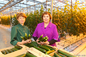 Срочно требуются рабочие на уборку огурцов,  помидор #881842