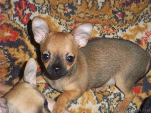 девочка чихуахуа #876449