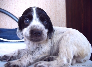 Продам щенков спаниеля #875712