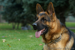  щенки немецкой овчарки в Харькове #875318