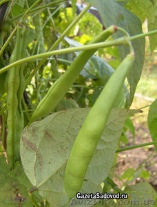 Срочно требуются рабочие на уборку с полей бобов,  кукурузы,  спаржи #881833