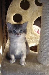 не дорого самолийскую породу на половину (под вид абиссинцев) #876417