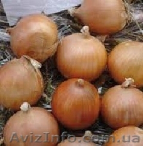 Лук оптом Карлос #883085