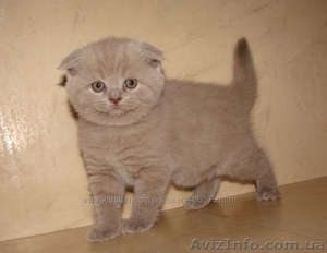 Скотиш фолд - чарівні медведики #890276