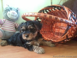 ЙОРКИ мальчики и девочки #878624