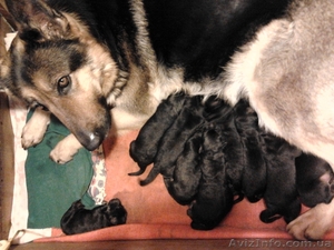 Крупные щенки немецкой овчарки!!!!!! #877085