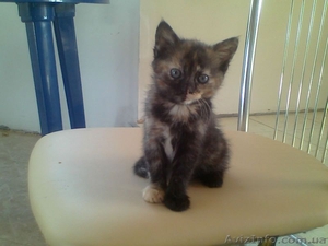 отдам малненькую кошечку  в хорошие руки #892924