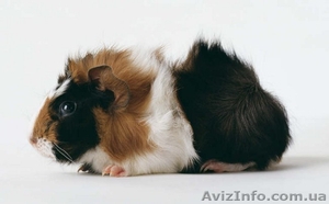 морская свинка Абиссинец. #891193