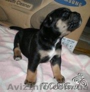 Отдам щенка питбультерьра в хорошие руки! #876403