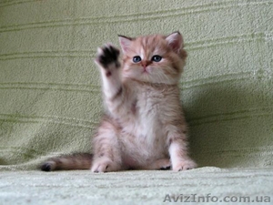 Шотладские тикированные котята #876662