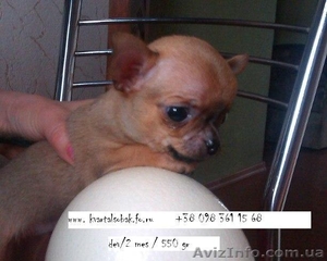 Маленькие собаки чихуа хуа  ,  продажа щенков , собака чихуахуа мини девочка  #878673