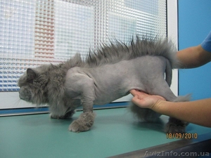 Стрижка кошек и собак без наркоза. Черкассы #885055